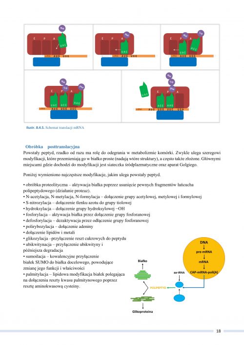 Biologia 8. GENETYKA - Części Kursu Z Biologii - Matura100procent