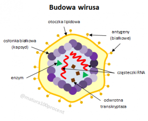 Budowa wirusa