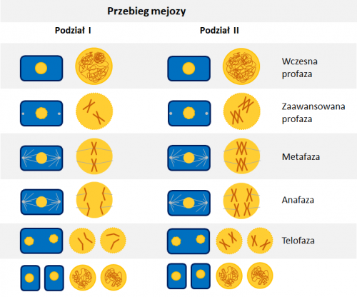 Mejoza Przebieg I Znaczenie Karta Pracy