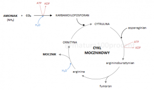 Cykl mocznikowy - schemat