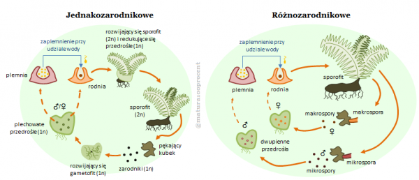 Cykl Rozwojowy Paprotników